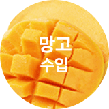 망고